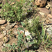 Scorpionweeds