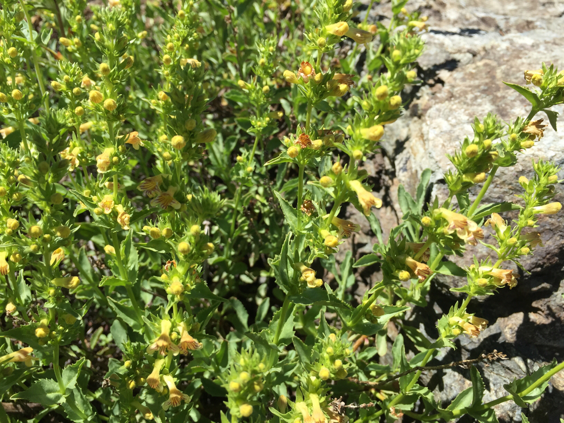Penstemon deustus