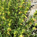Hot Rock Penstemon