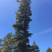 conifers