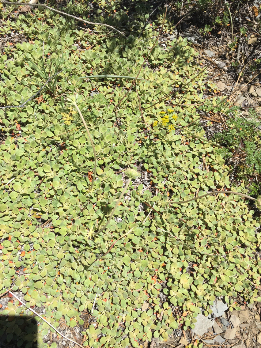 Eriogonum