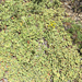 wild buckwheats