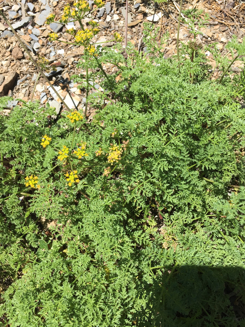 Apiaceae