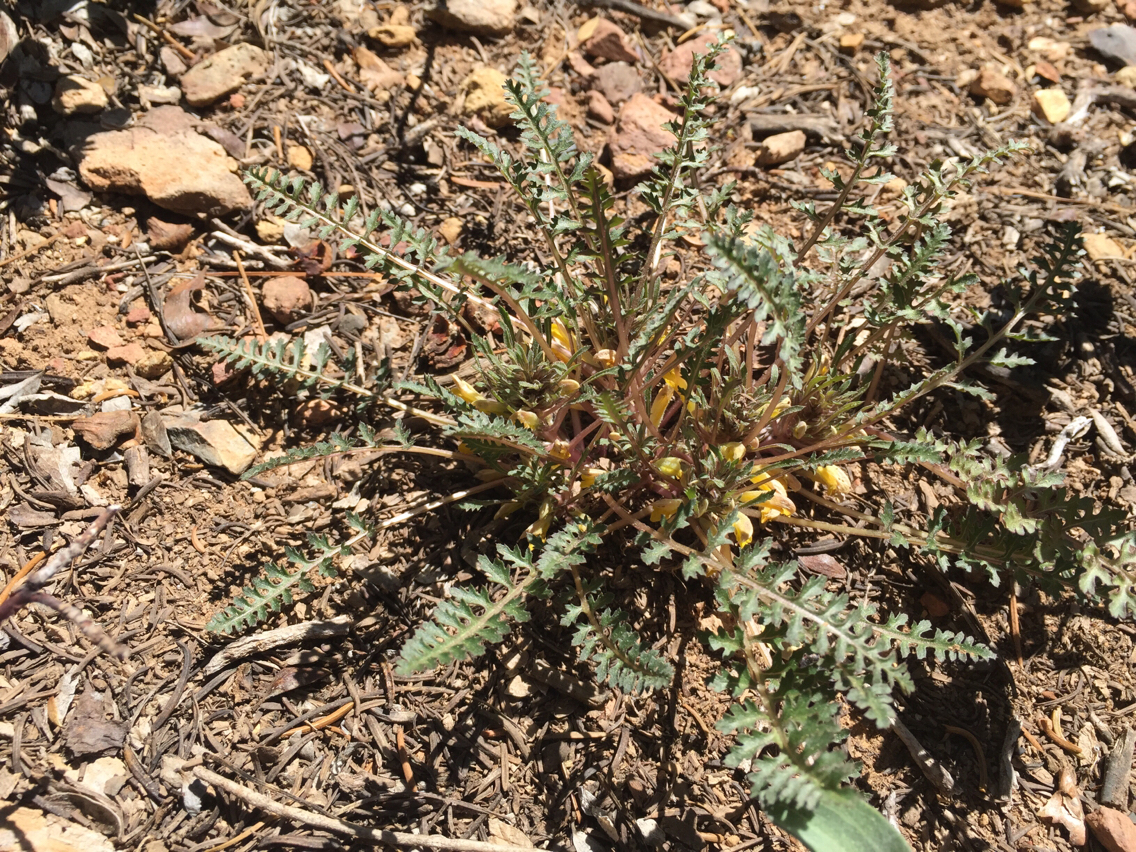 Pedicularis semibarbata