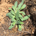 hawkweeds