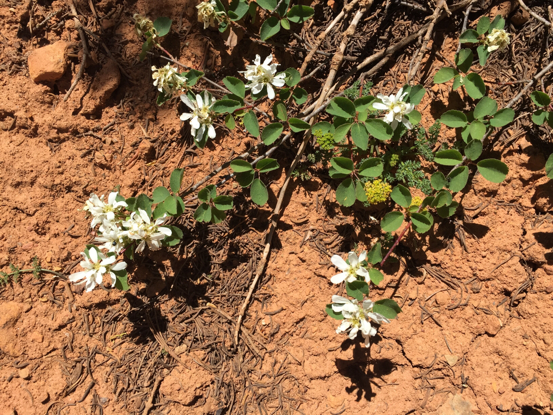Amelanchier
