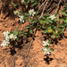 serviceberries