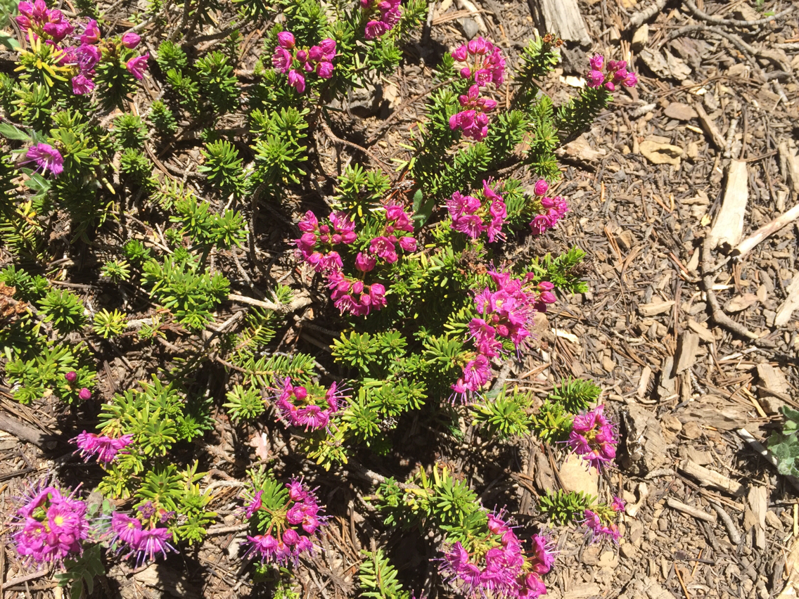Phyllodoce breweri