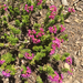 Purple Mountain-heath