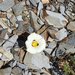 Leichtlin's Mariposa Lily