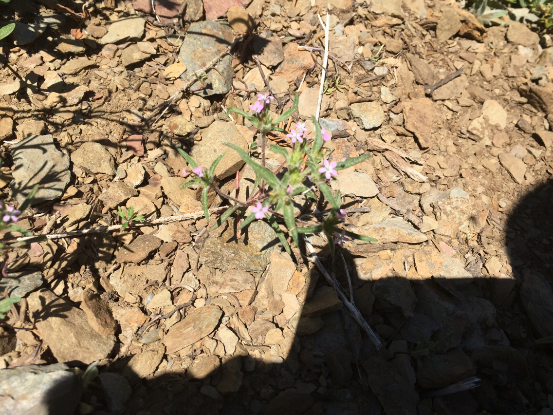 Collomia tinctoria