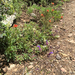 Slender Beardtongue