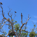 Turkey Vulture