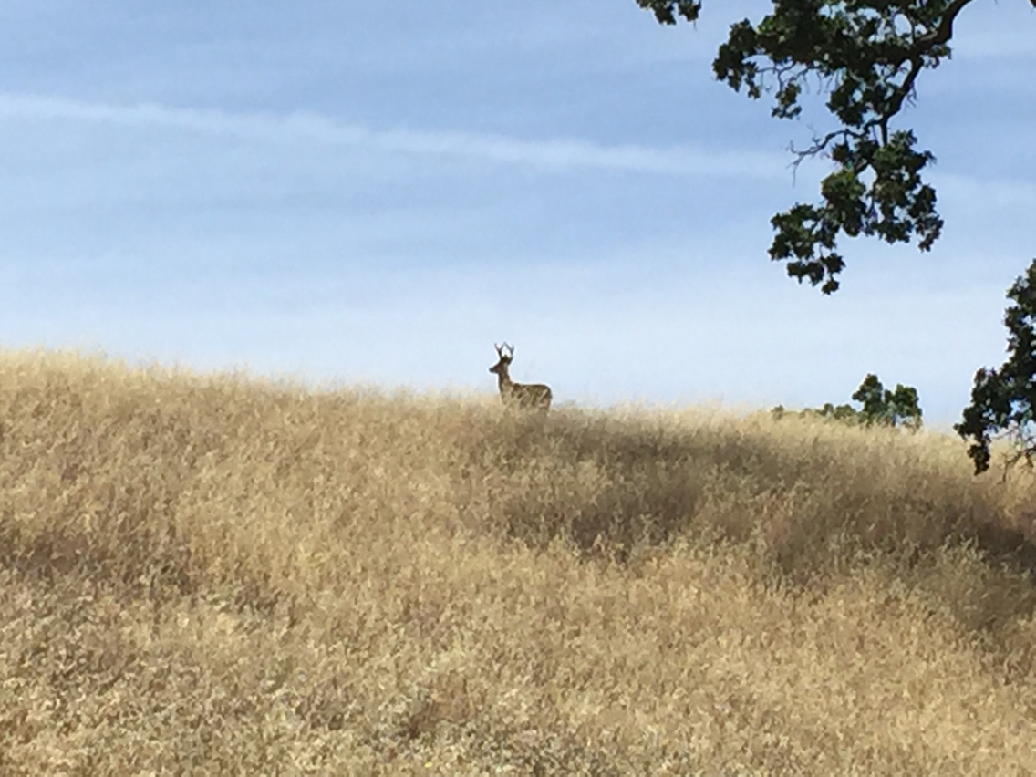 Odocoileus hemionus columbianus