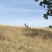 Columbian Black-tailed Deer