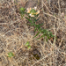 grand collomia