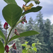 twinberry honeysuckle