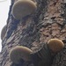 Veiled Polypore