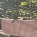 Golden-mantled Ground Squirrel