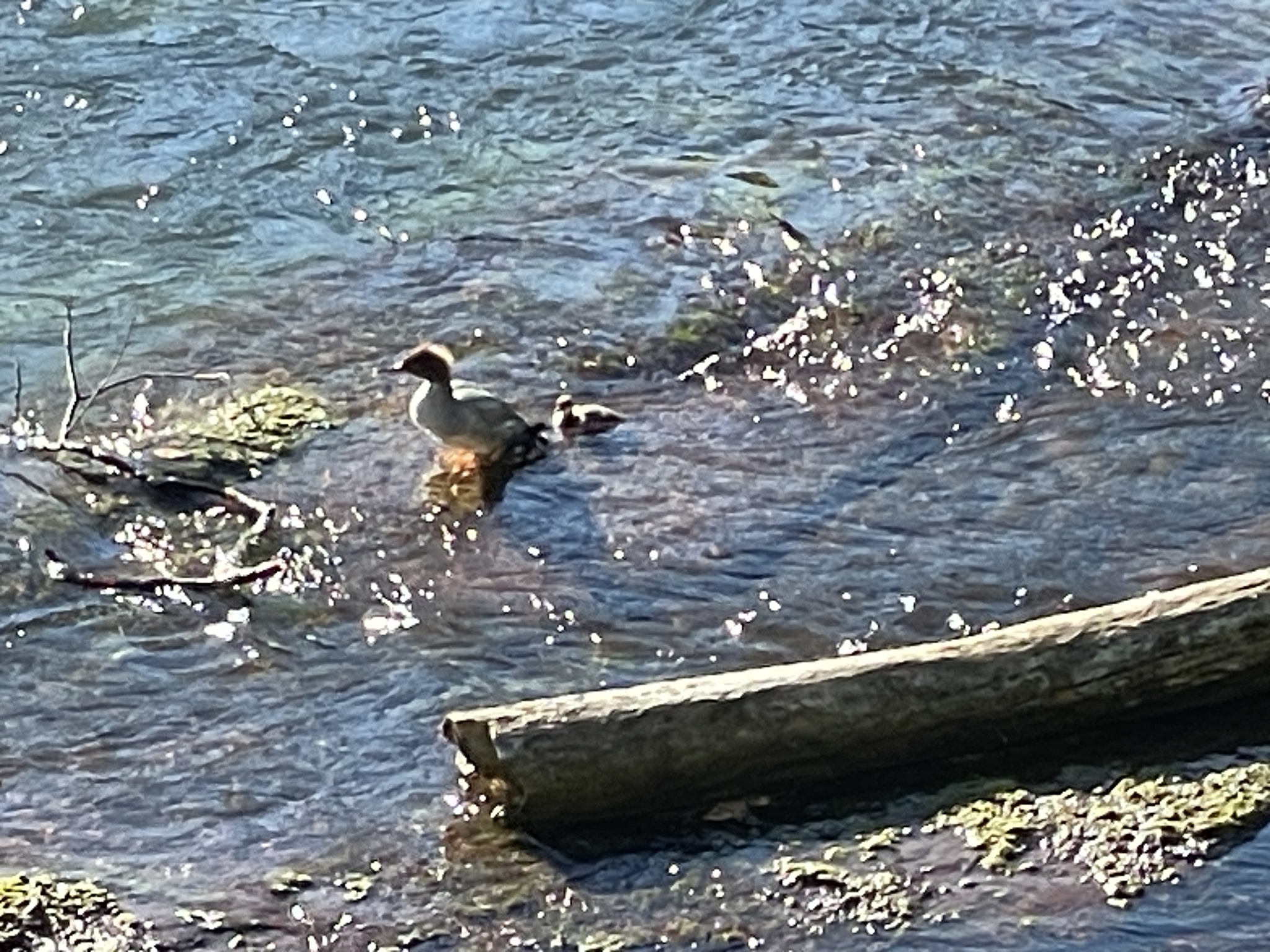 Mergus merganser