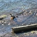 Common Merganser