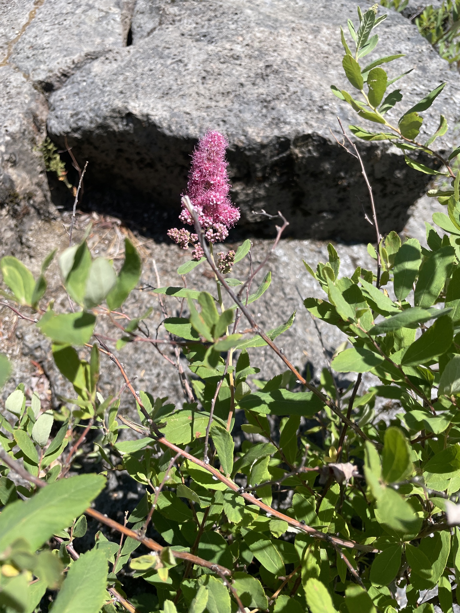 Spiraea douglasii