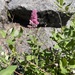 Rose Spirea
