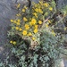 common woolly sunflower