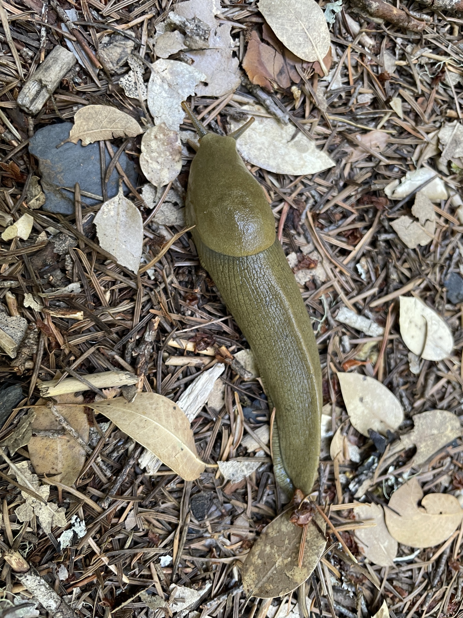 Ariolimax columbianus