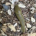 Pacific Banana Slug