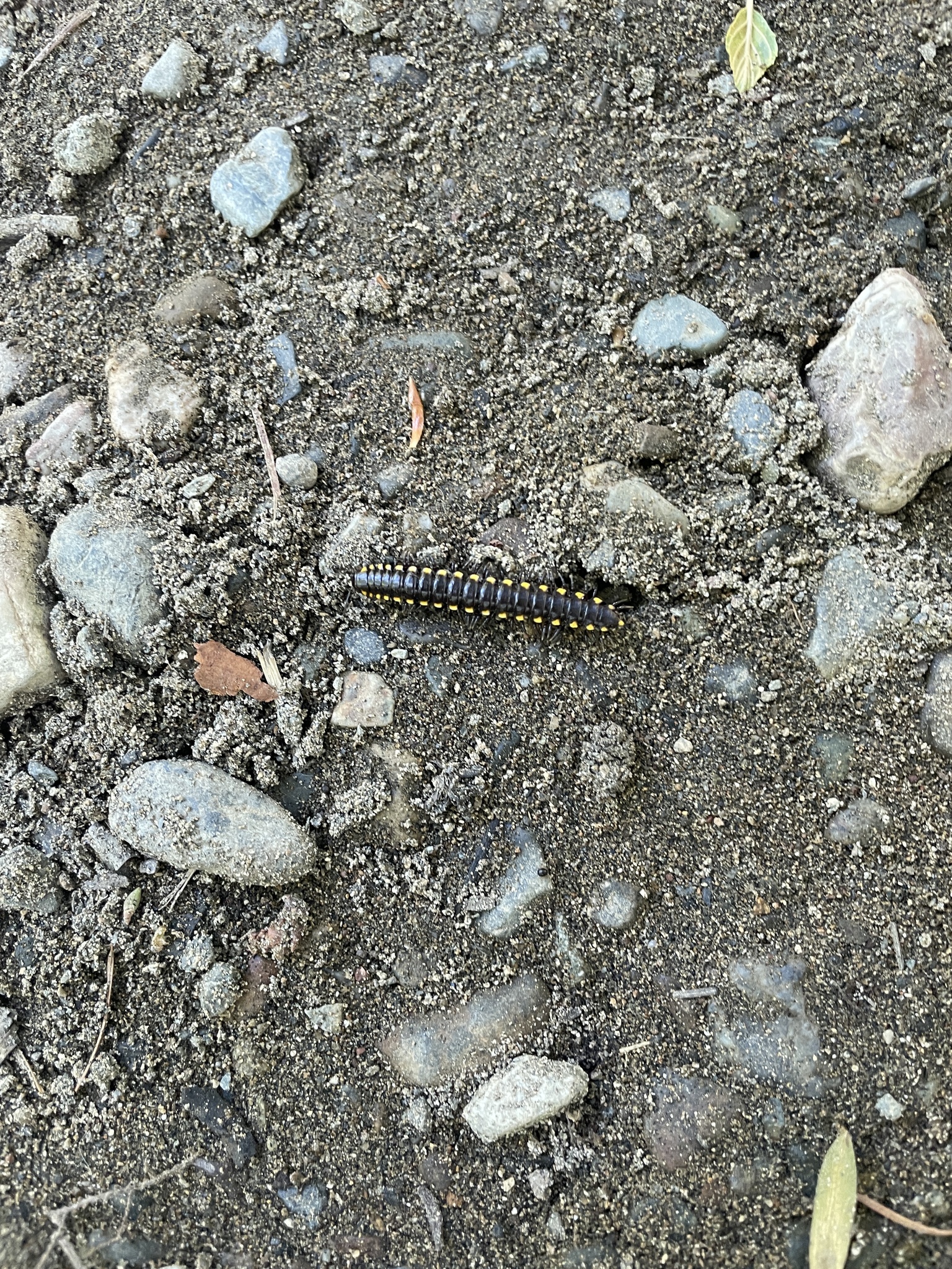 Harpaphe haydeniana