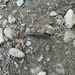 Yellow-spotted Millipede