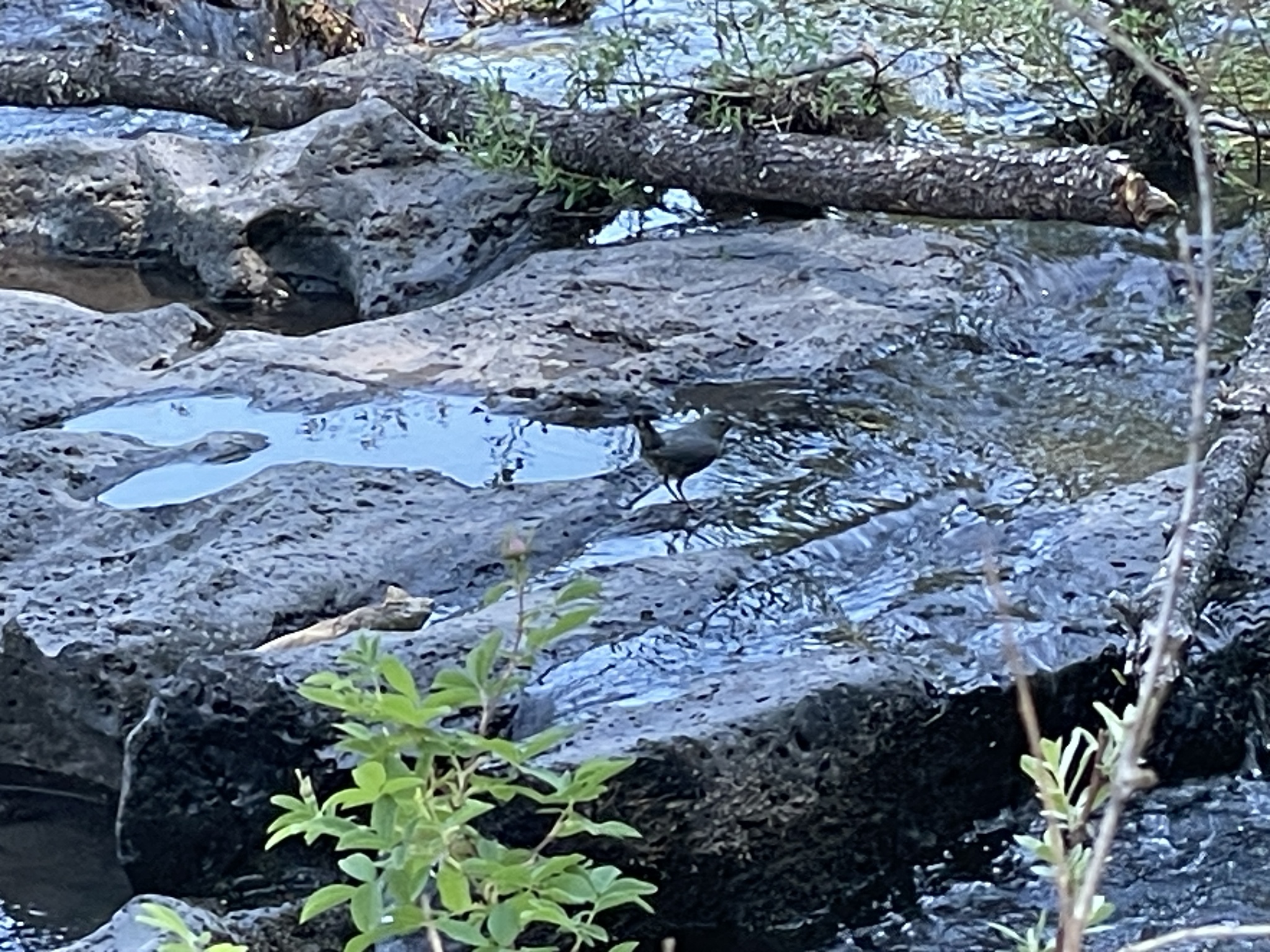 Cinclus mexicanus