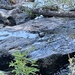 American Dipper