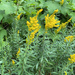 goldenrods