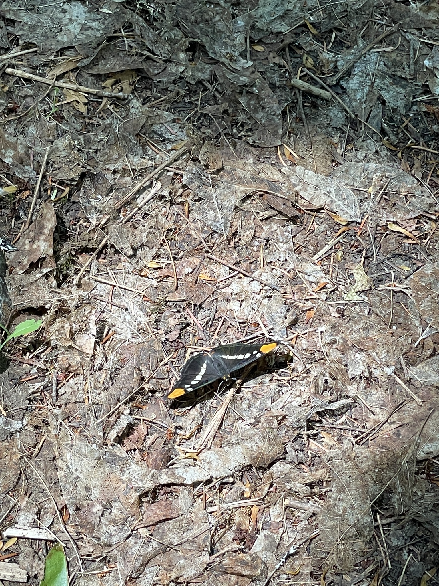 Adelpha californica