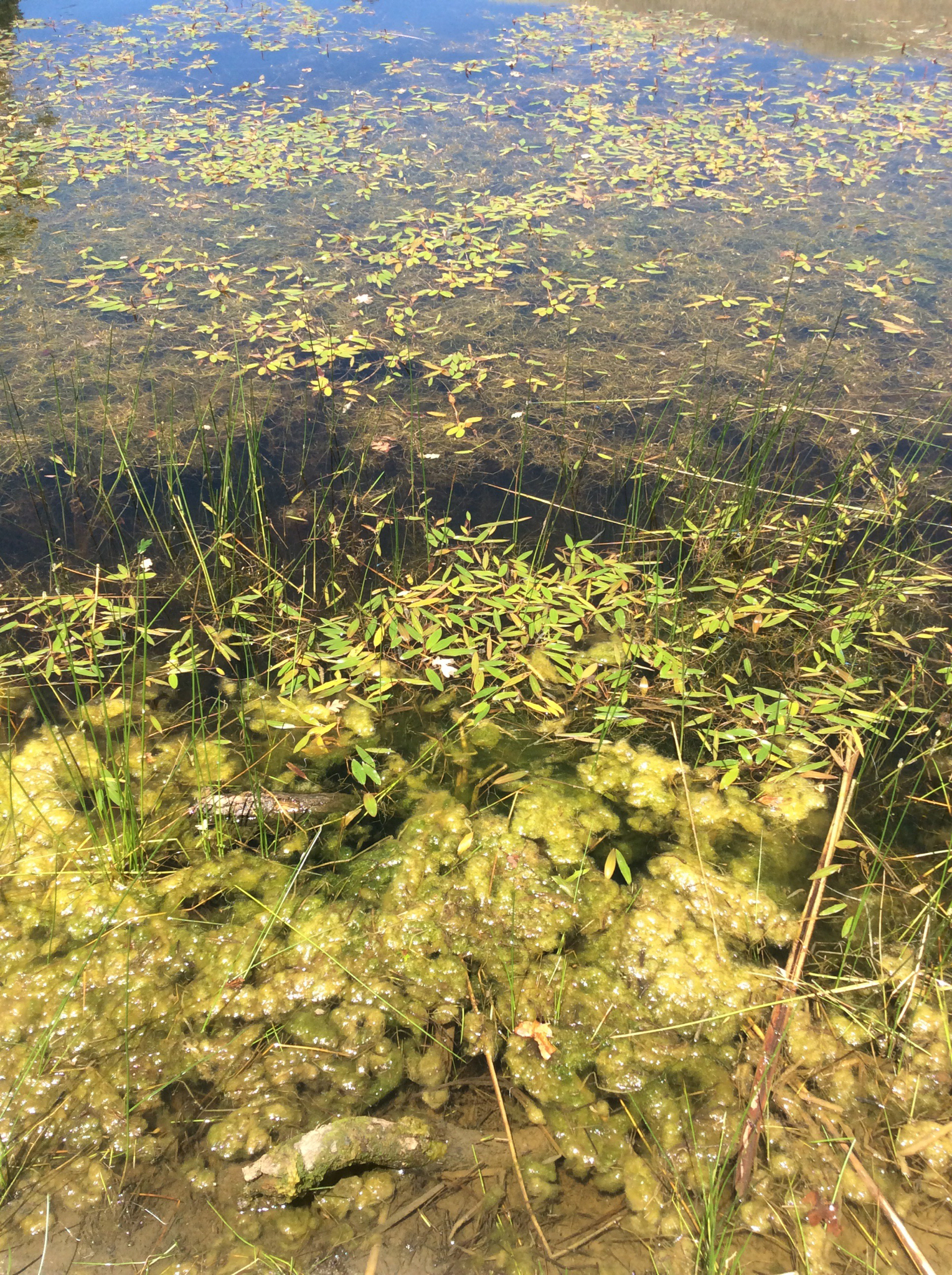 Potamogeton natans