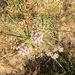 narrowleaf milkweed