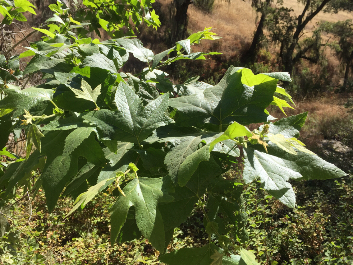 Platanus racemosa
