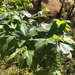 western sycamore