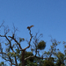 Turkey Vulture