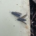 Black Soldier Fly