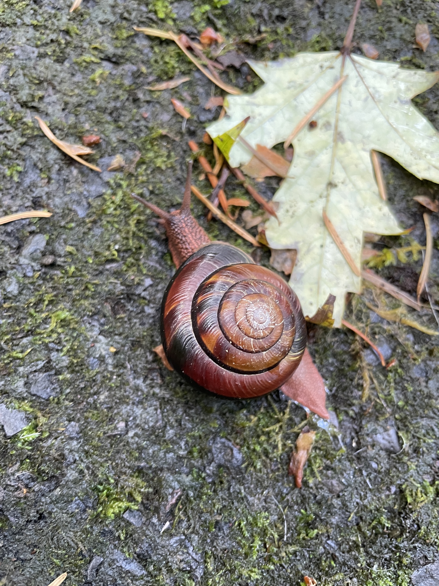 Monadenia fidelis