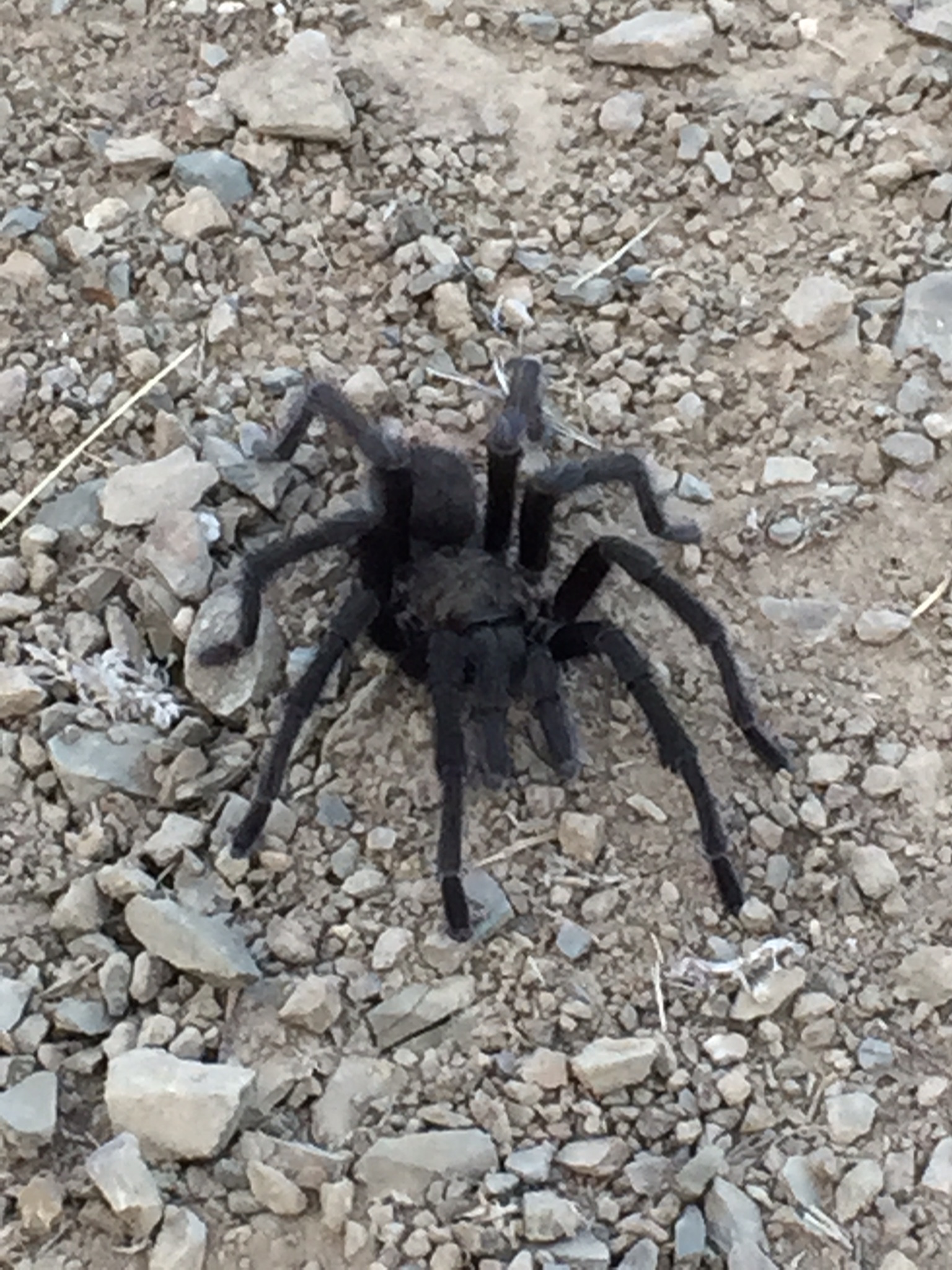 Aphonopelma iodius