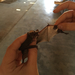 Mexican Free-tailed Bat