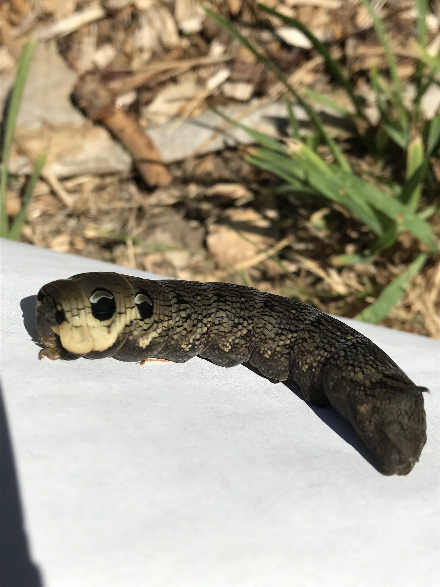 Deilephila elpenor