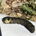 Elephant Hawkmoth
