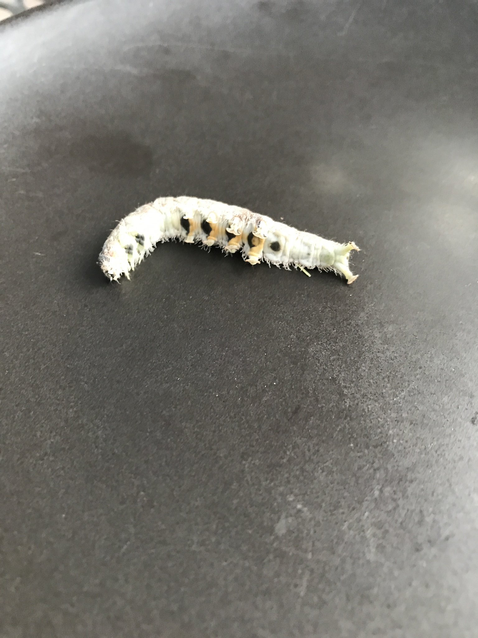 Catocala relicta