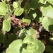 Johnson's Jumping Spider