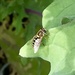 Common Flower Flies